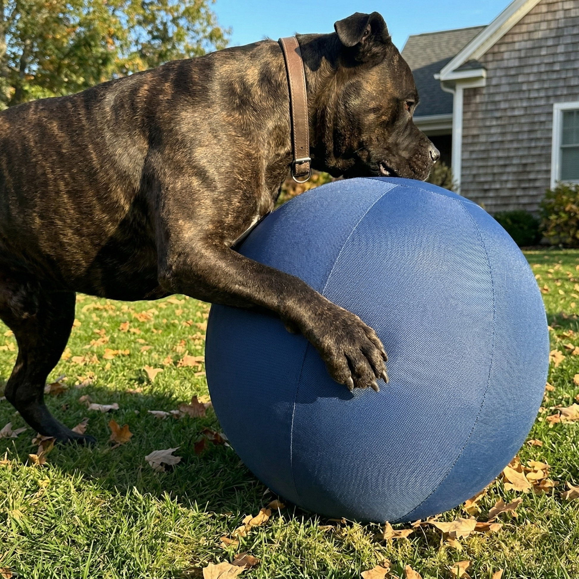 Novalys™ Indestrucible Herding Ball