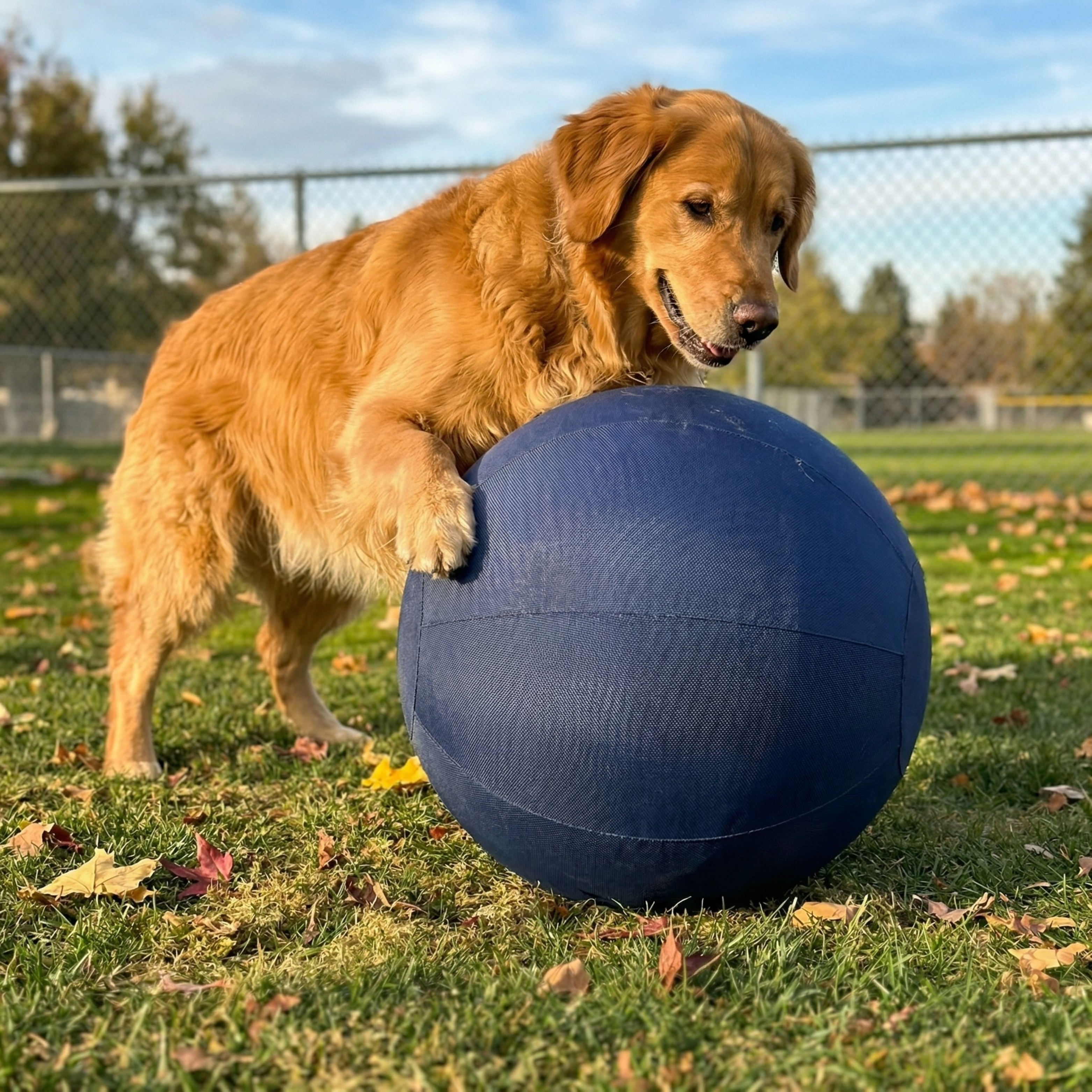 Novalys™ Indestrucible Herding Ball